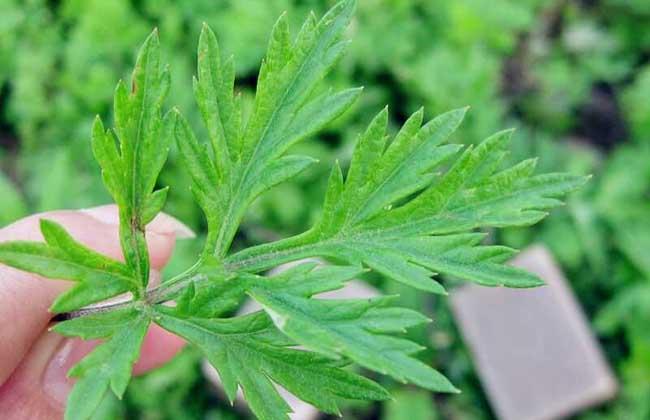 艾葉泡腳的功效與作用:長(zhǎng)期用艾葉泡腳,身體會(huì)有哪些改變?